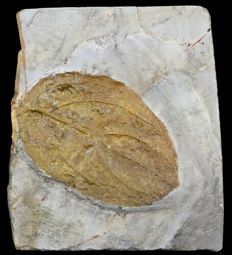 Fossil Dogwood Leaf - Montana #31988